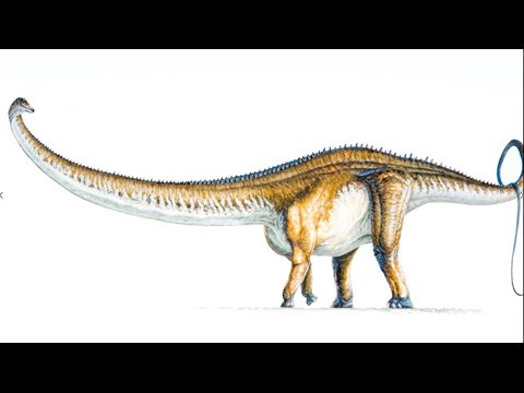 A Thing of Beauty: Sauropod Vertebrae