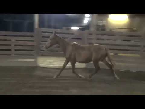 Petra da Santa Vitória