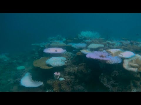 Great Barrier Reef ocean temperatures hit 400-year record: study | AFP