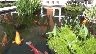 preview picture of video 'The Koi Pond at Simi Valley Town Center'