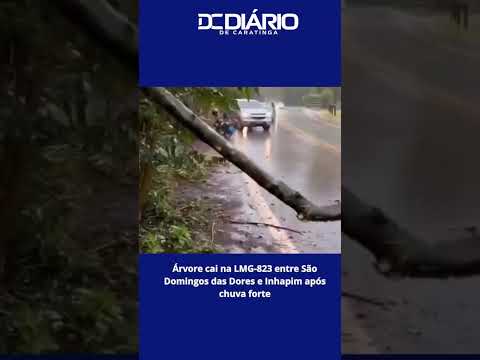 Árvore cai na LMG-823 em São Domingos das Dores e Inhapim após chuvas fortes