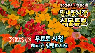 양재꽃시장 식물튜브 4월의 마지막 어떤 식물들이 입고 되었는지 시청하시면서 눈호강과 힐링 타임 되세요~   …