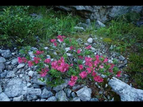 DOLOMITI Val Zoldana Rif.Bosconero