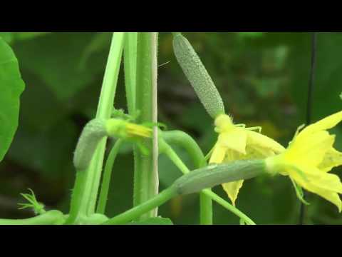 Profitable crop cucumber with heavy fruiting