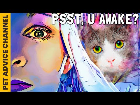 How to stop my cat from staying awake at night - 3 strategies