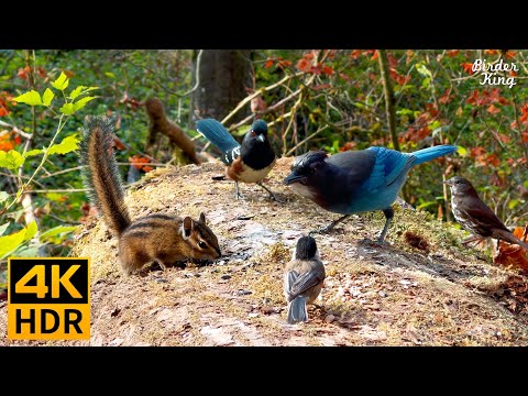 Cat TV for Cats to Watch 😺 Autumn Birds, Chipmunks, and Squirrels 🐦🐿️ 8 Hours(4K HDR)