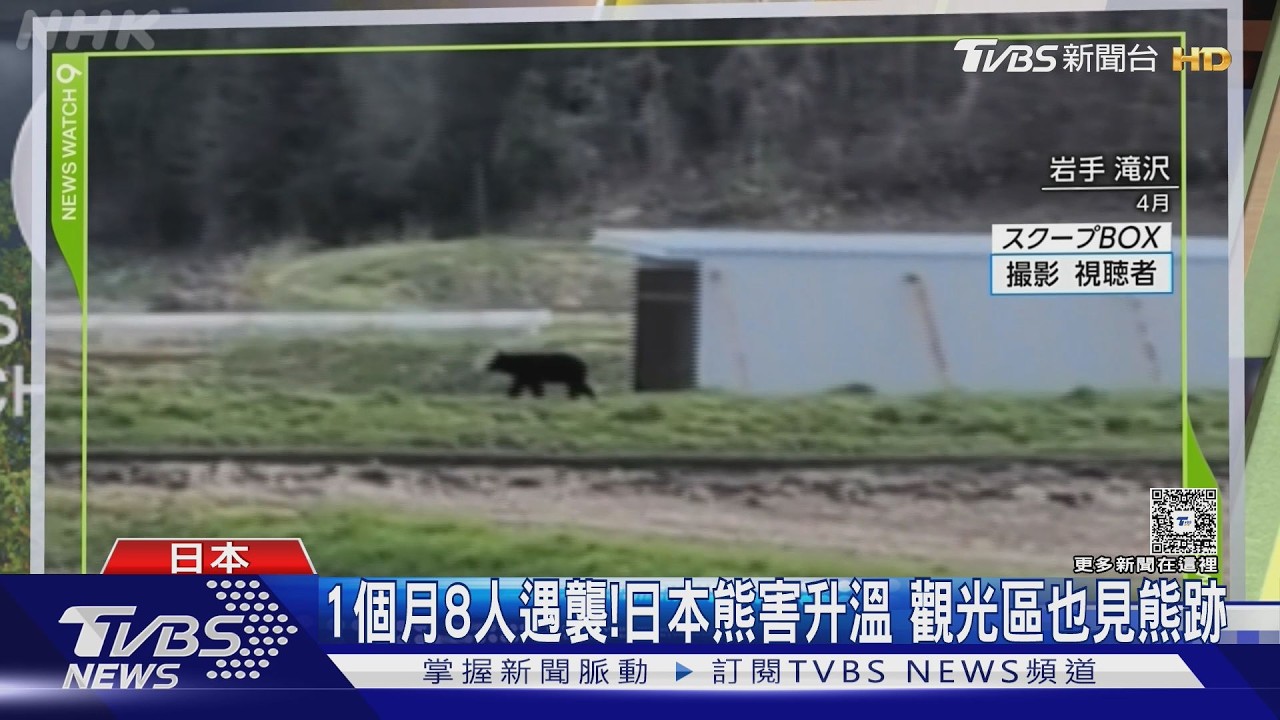 影音／1個月8人遇襲！　日本熊害再升溫　觀光區也見熊跡