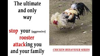 Make your dangerous rooster tame NOW!