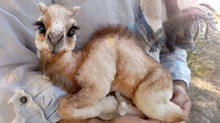 Welcome to the World of Adorable Baby Animals 😍 Cute Animal Videos