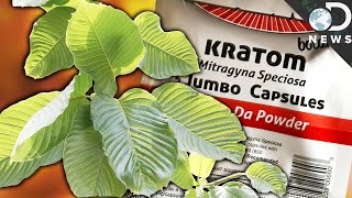 WTF Is Kratom & Is It A Dangerous Drug?