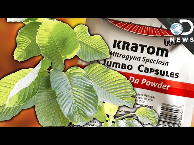 הגיית וידאו של Kratom בשנת אנגלית