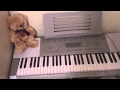 Анжелика Варум -- Колыбельная Аккорды. Piano tutorial 