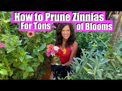 3 Ways to Prune Zinnias for Tons of Blooms All Summer 🌺