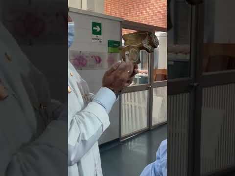 ANATOMÍA DEL HUESO COXAL O ILÍACO Dr. DIEGO ALDANA