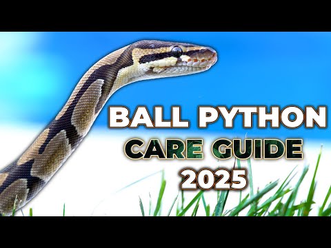 The NEW Ball Python Care Guide For Beginners