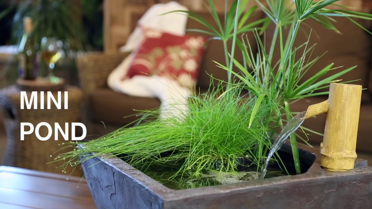 Aquascape Video