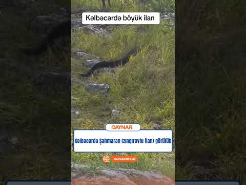 ⚡️Kəlbəcərdə Şahmaran (zınqırovlu ilan) görülüb