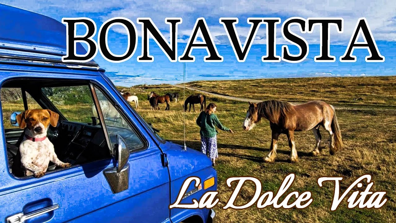 Route la plus TRIPPANTE du CANADA - TERRE-NEUVE part 4: Vlog à toute Berzingue #11