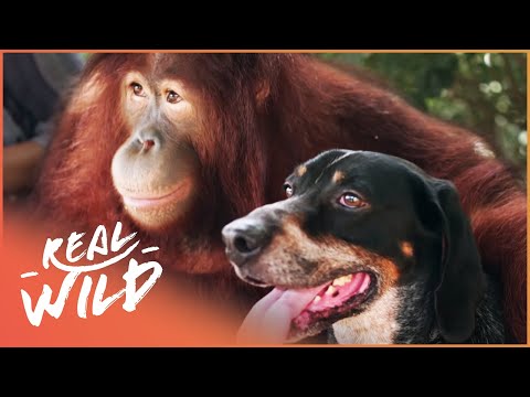 The World's Most Unlikely Animal Relationships | Animal Odd Couples | Real Wild Video