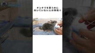 こんな人はチンチラを飼わない方がいいよ④ #Shorts