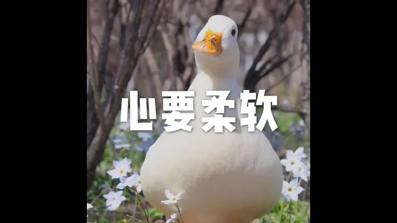 201709 心要柔软23619