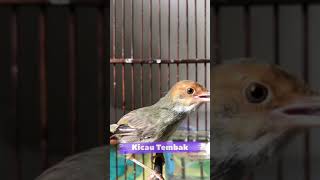 Download lagu Suara Burung Prenjak Tamu Betina Ngebren Panjang, Masteran Paling Disukai Juri | Kicau Tembak mp3