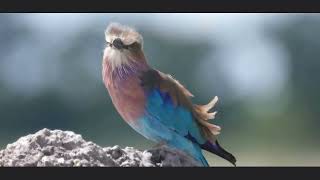 Colorful Birds Sounds Nature Relaxation