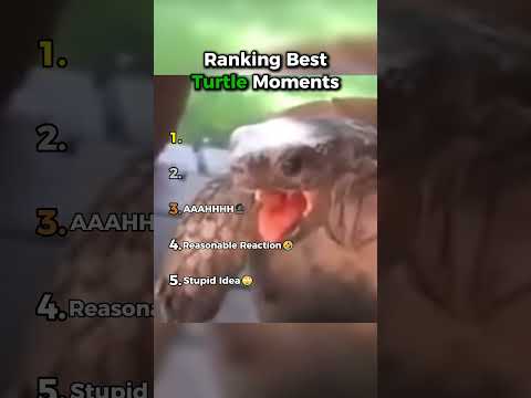 Ranking Best Turtle Moments