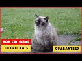 Mother Cat Calling For Her Kittens Sound Effect ⭐ Mom Cat Sounds