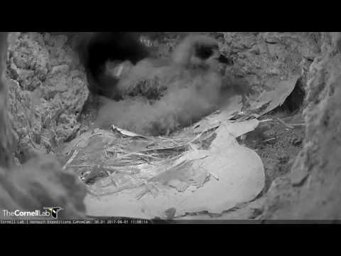 Cahow Chick Pops Back Into the Burrow For a Nap – June 1, 2017 Video