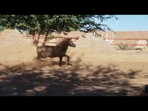 Maalik Al Fars Ejaz !