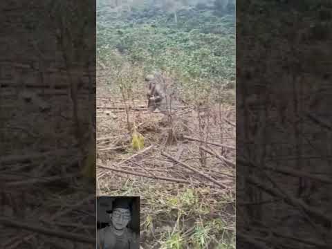 resultado de un bombardeo en el área general de calamar Guaviare ✔️