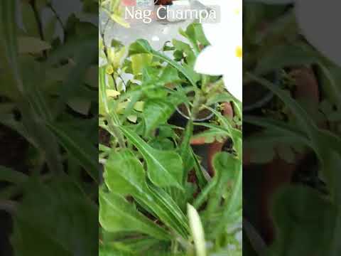 #nagchampa#jasmine#flower#beautiful#viral#reels#shorts#trending