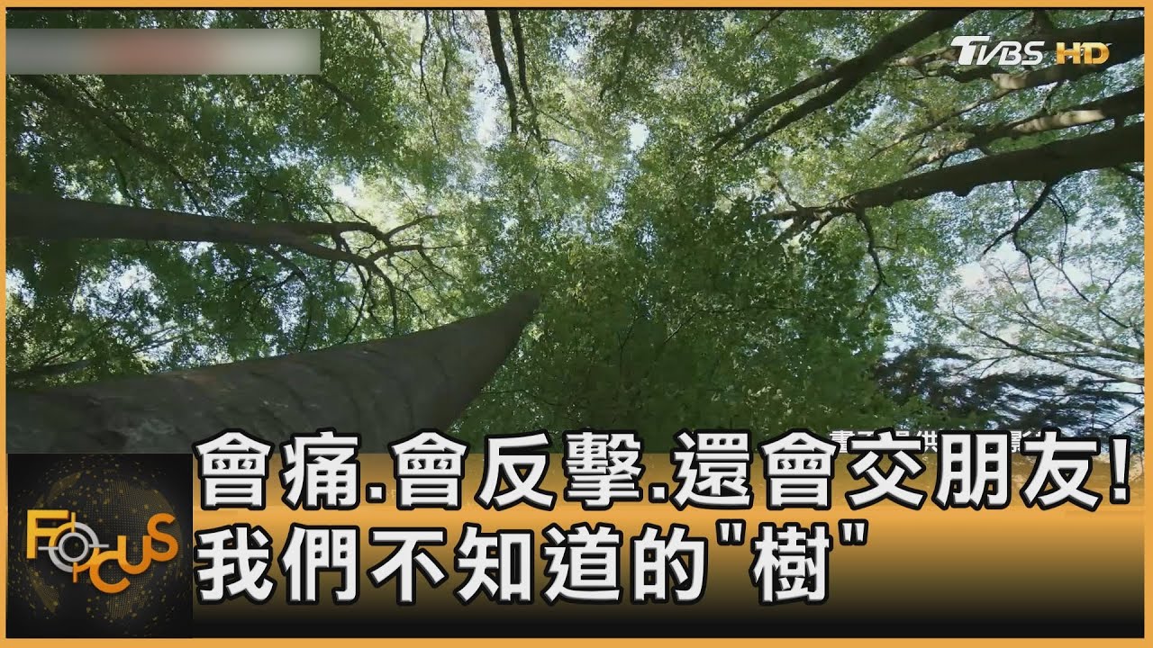 會痛、會反擊、還會交朋友！我們不知道的「樹」