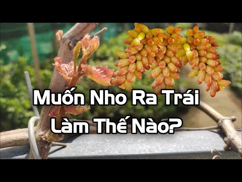 , title : 'Muốn Cây Nho Ra Hoa Đậu Trái Thì Làm Gì?'