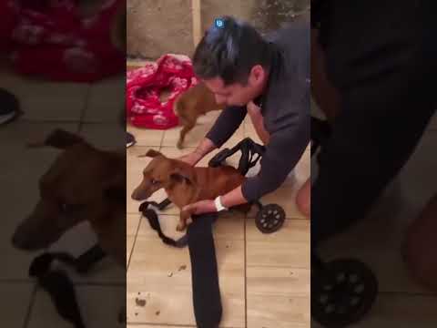 Ahora nada lo detiene: Perrito salchicha recibe carro de arrastre que perdió en incendio de Penco