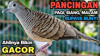 Download lagu Perkutut Lokal Gacor Suara Besar Pancingan Burung Perkutut Agar Cepat Bunyi. mp3