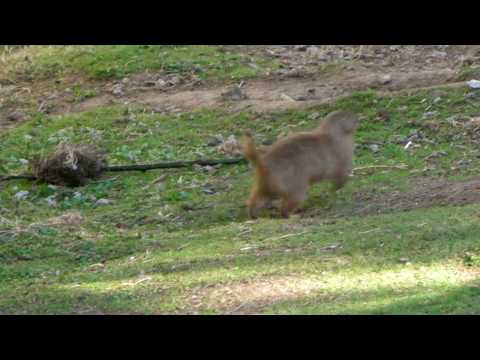 Run Prairie Dog Run!