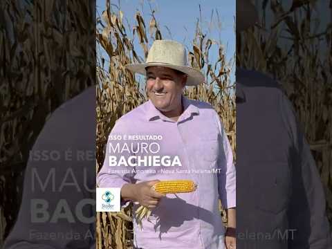 Mauro Bachiega compartilha os resultados de 24 anos de agricultura em Santa Helena/MT