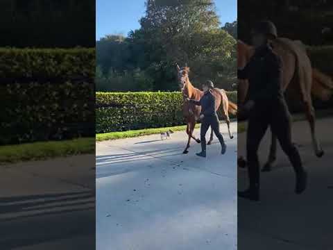 Video 1