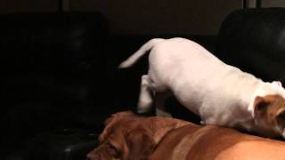 preview picture of video 'Our aussie bulldog puppy Angus falling asleep whilst sitting on couch'