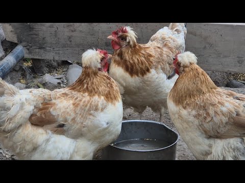 Sulmtaler Chicken Sulmtaler Hühner 1 year old