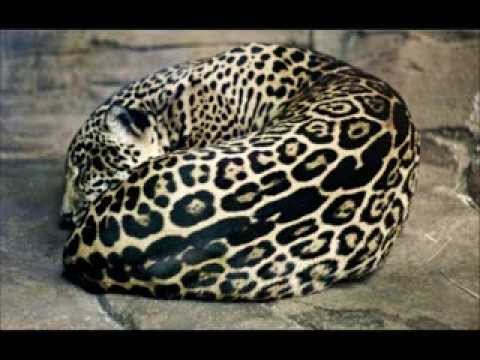 Delirium - Silence 2013 (Ibiza Music United)