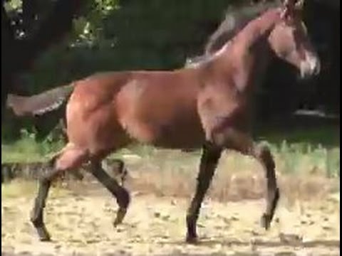 www.sporthorses-online.com 2015 top filly by ESCOLAR with top movements