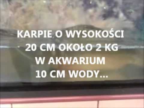 Traktowanie ryb w supermarkecie MARCPOL PŁOCK