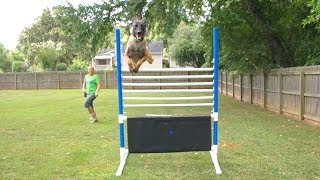 High Jumping Dogs