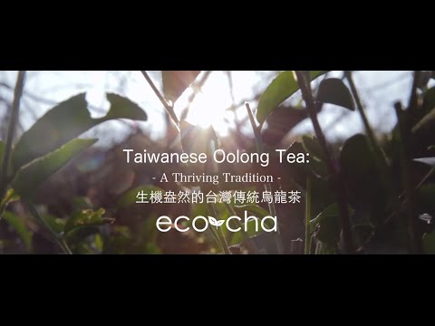 download lagu mp3 mp4 Where To Buy Oolong Tea In Taipei, download lagu Where To Buy Oolong Tea In Taipei gratis, unduh video klip Where To Buy Oolong Tea In Taipei