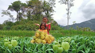 Download lagu Panen Buah Ciplukan dan Sayur Kangkung || Rahman Azzah mp3 Download lagu Panen Buah Ciplukan dan Sayur Kangkung || Rahman Azzah mp3