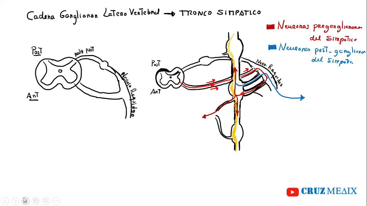 CADENA GANGLIONAR SIMPATICO: RAMA COMUNICANTE