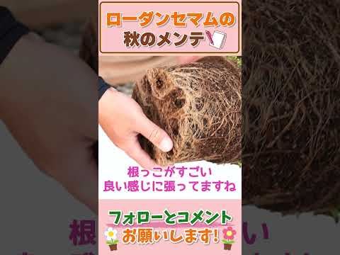 園芸 月のガーデニングに関するよくある質問